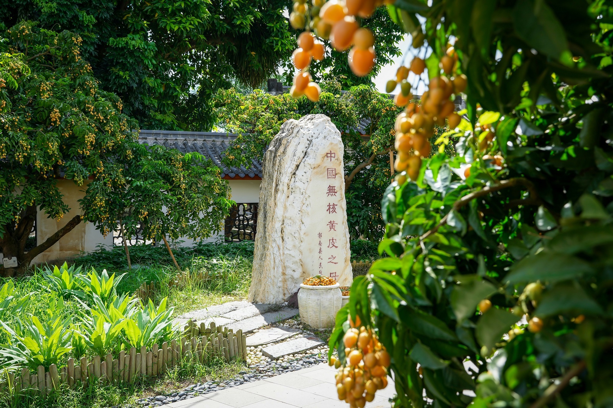 干園無核黃皮母樹。攝影：何鑒清 (1).jpg