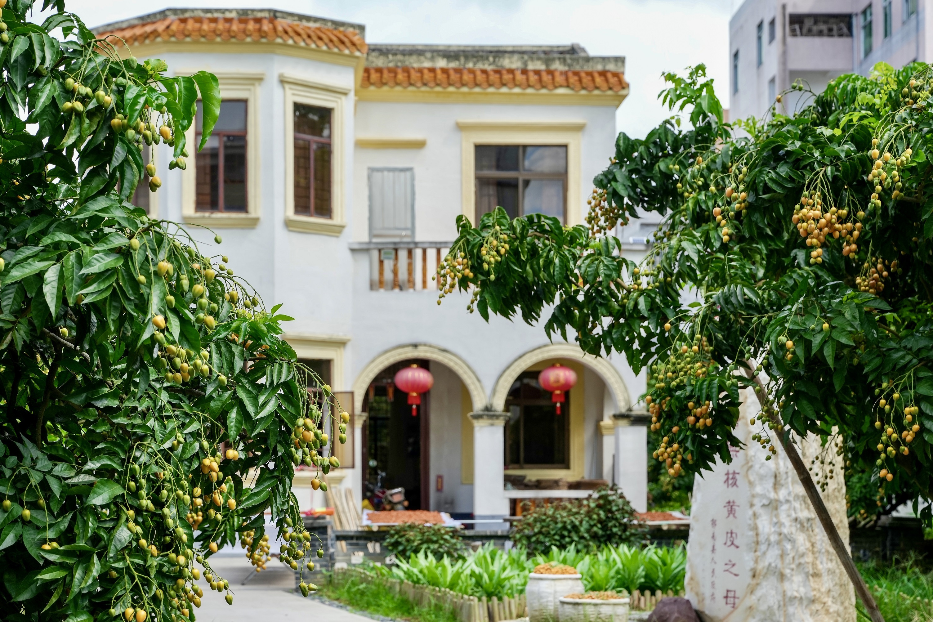 干園無核黃皮母樹。攝影：何鑒清 (2).jpg