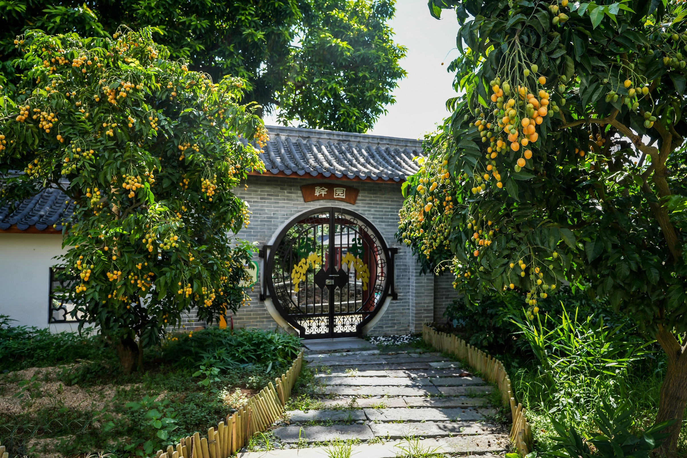 干園無核黃皮母樹。攝影：何鑒清 (3).jpg